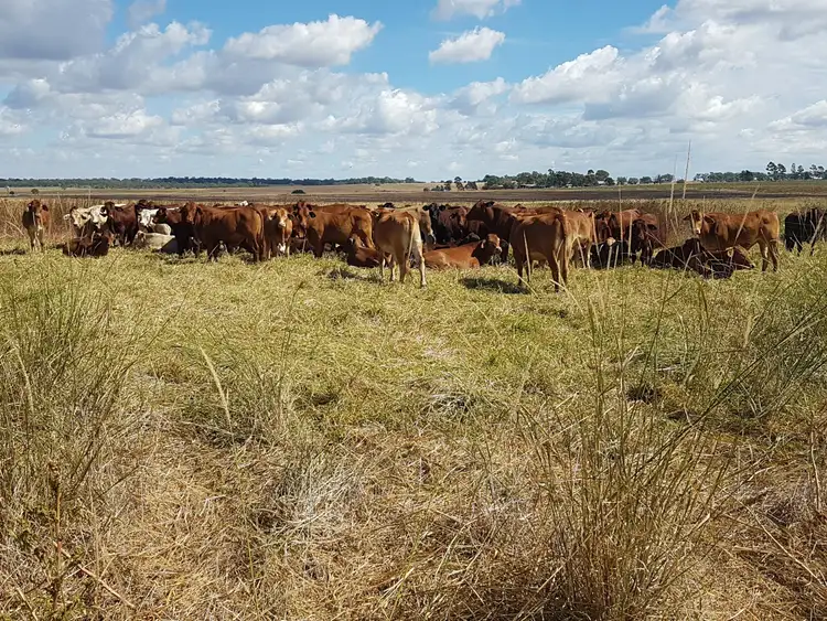 Third view of Homely rural property listing, 129 Lorenz Road, Clifton QLD 4361