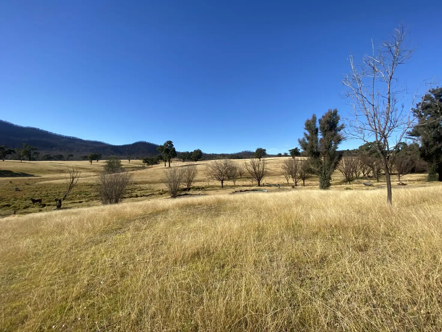 Main view of Homely rural property listing, 1176 Yowrie Road, Yowrie NSW 2550