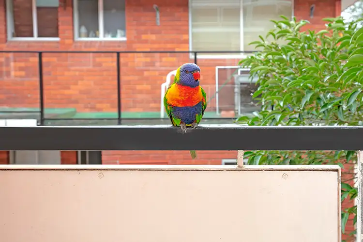 Sixth view of Homely unit listing, 5/8 Ilikai Place, Dee Why NSW 2099
