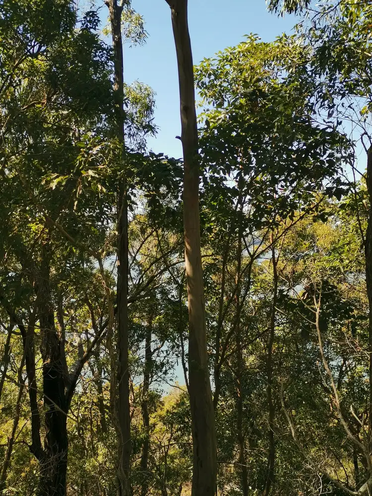 Fifth view of Homely land listing, 94 Crescent Drive, Russell Island QLD 4184