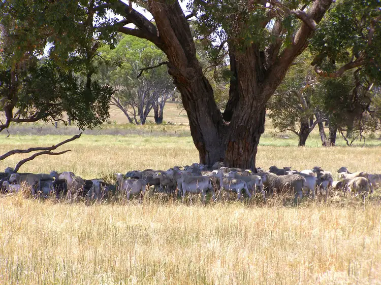 Second view of Homely rural property listing, 984 Bakers Creek, Bundarra NSW 2359