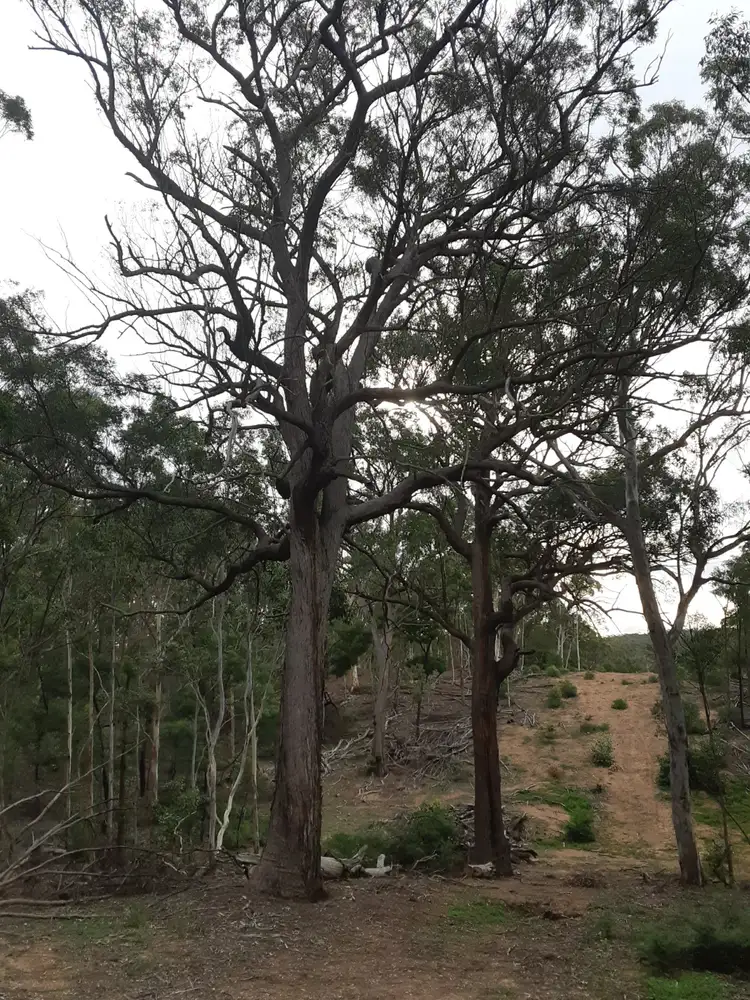 Main view of Homely rural property listing, Lot 12 Timberlight Road, Windellama NSW 2580