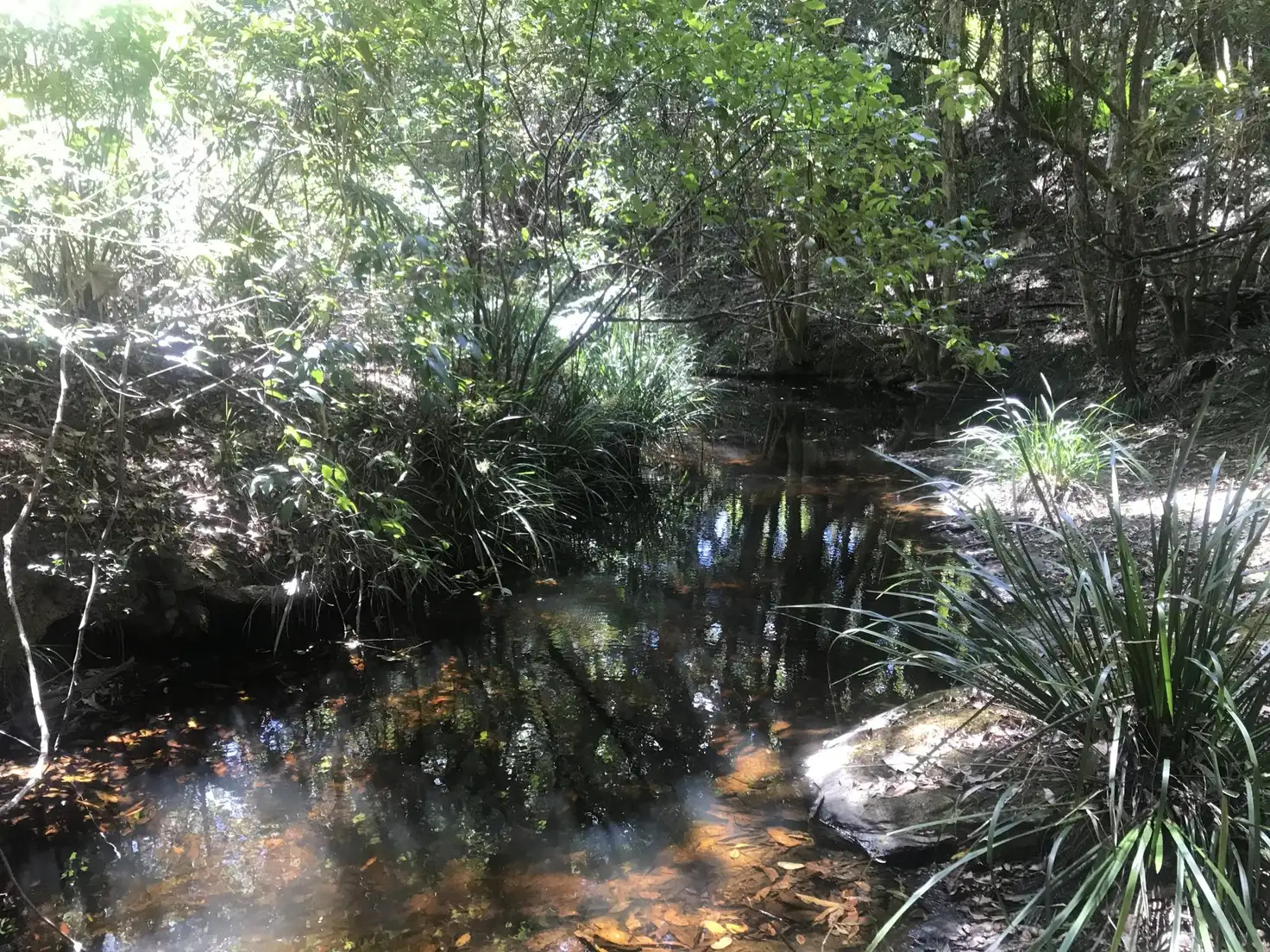 Main view of Homely rural property listing, 183 Soldier Settlers Road, Newee Creek NSW 2447