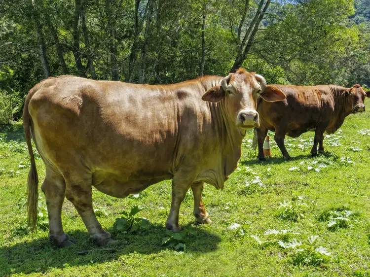 Seventh view of Homely house listing, 530 Nonmus Rd, Stanmore QLD 4514