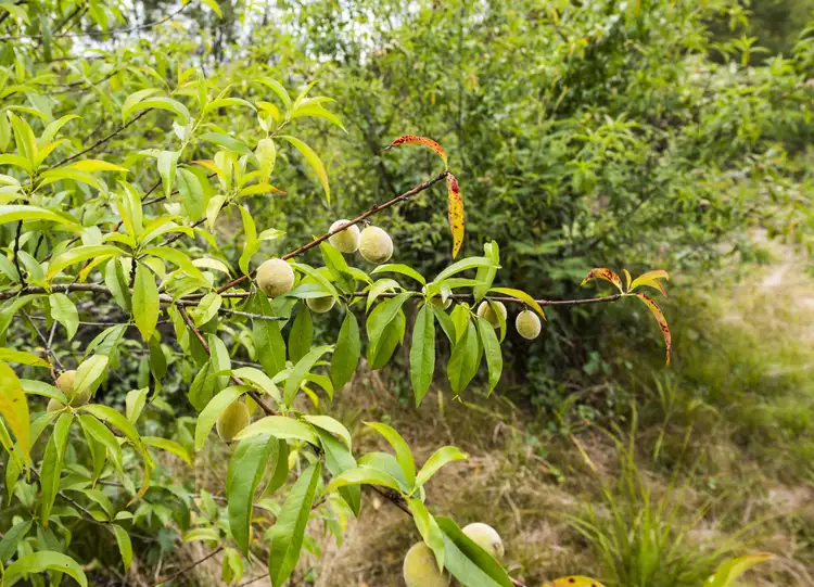 Fifth view of Homely rural property listing, 470 Parker Road, Wells Crossing NSW 2460