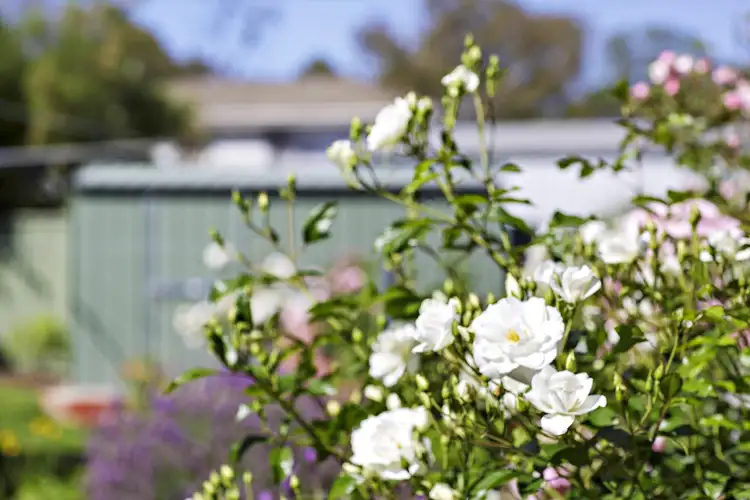 Sixth view of Homely semi-detached listing, 205B Badimara Street, Fisher ACT 2611