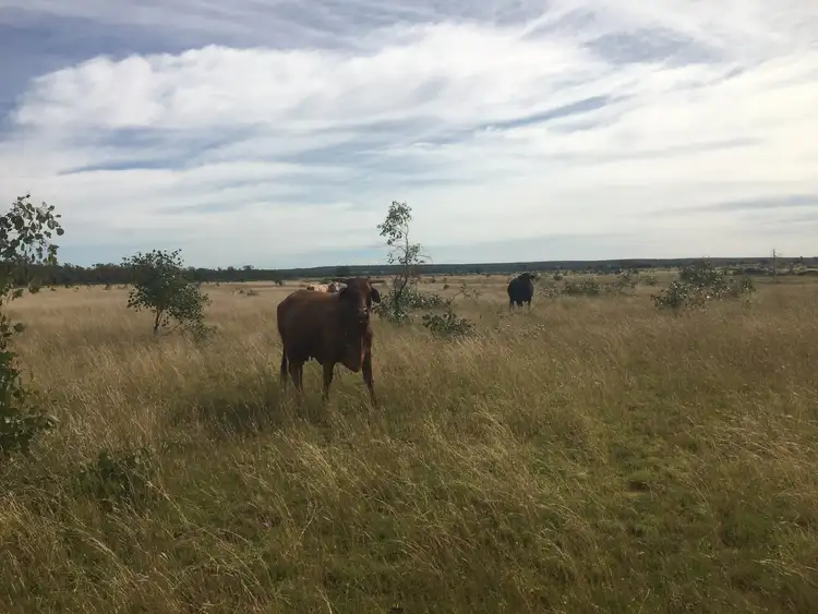 Seventh view of Homely rural property listing, 0 Silver Spring Road, Surat QLD 4417