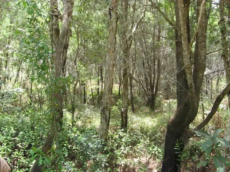 Main view of Homely land listing, 29-33 Nunkeri Drive, Macleay Island QLD 4184