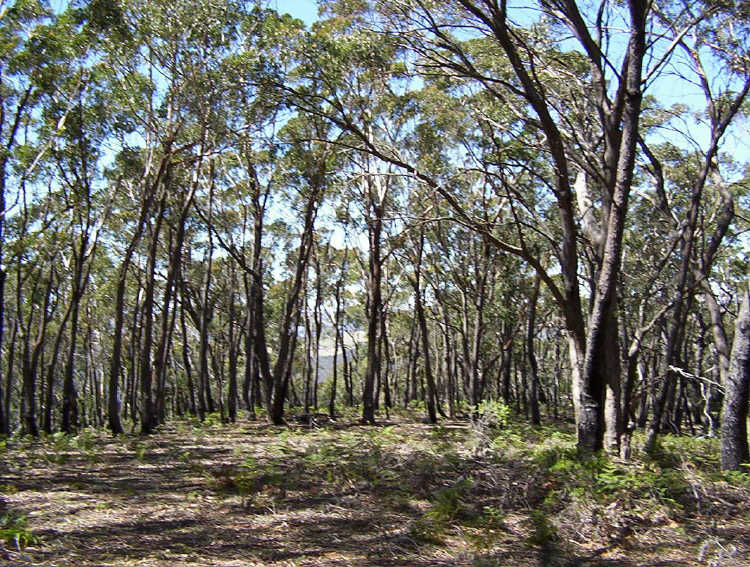 Main view of Homely rural property listing, 550 Wombeyan Caves Road, Taralga NSW 2580