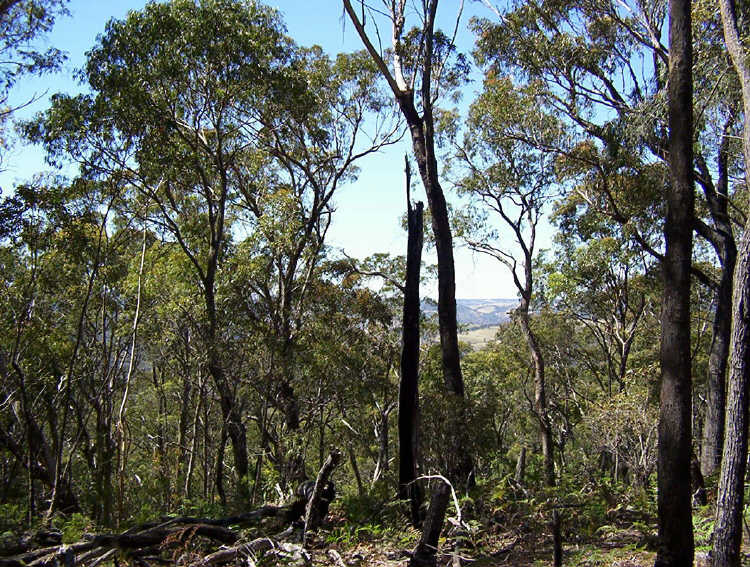 Second view of Homely rural property listing, 550 Wombeyan Caves Road, Taralga NSW 2580