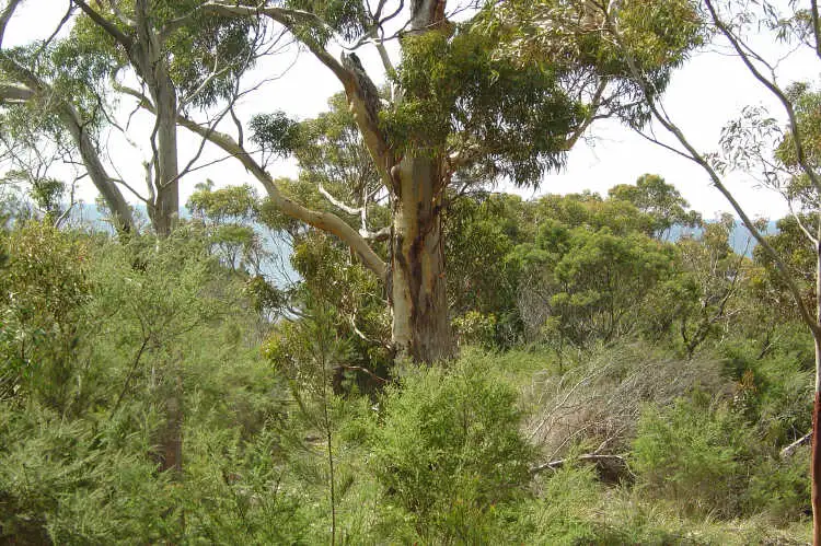 Second view of Homely land listing, 231 Harveys Farm Road, Bicheno TAS 7215