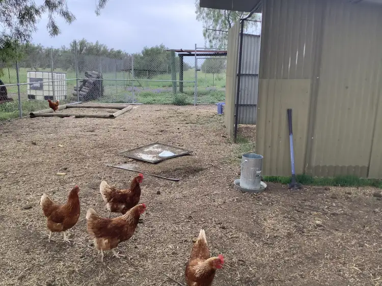 Main view of Homely rural property listing, 163 Hensler Rd, Goondiwindi QLD 4390