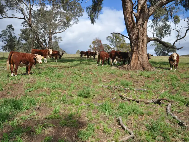 Fourth view of Homely land listing, 864 Reedy Flat, Ensay VIC 3895