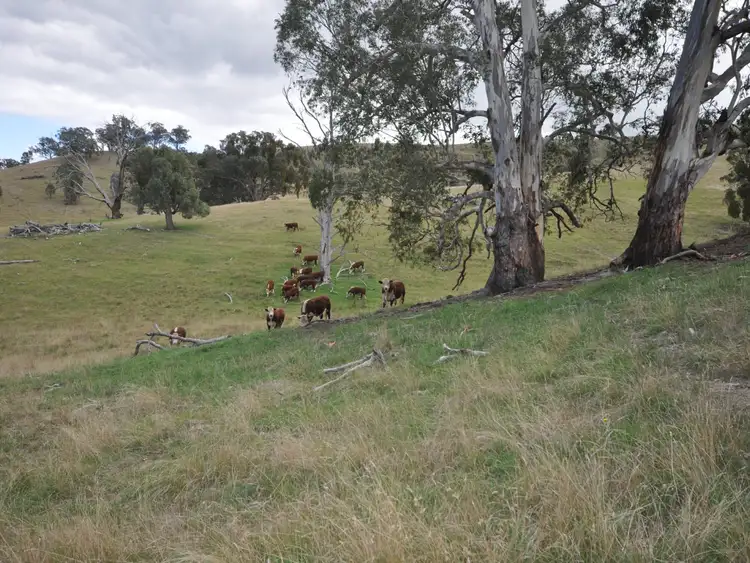 Seventh view of Homely land listing, 864 Reedy Flat, Ensay VIC 3895
