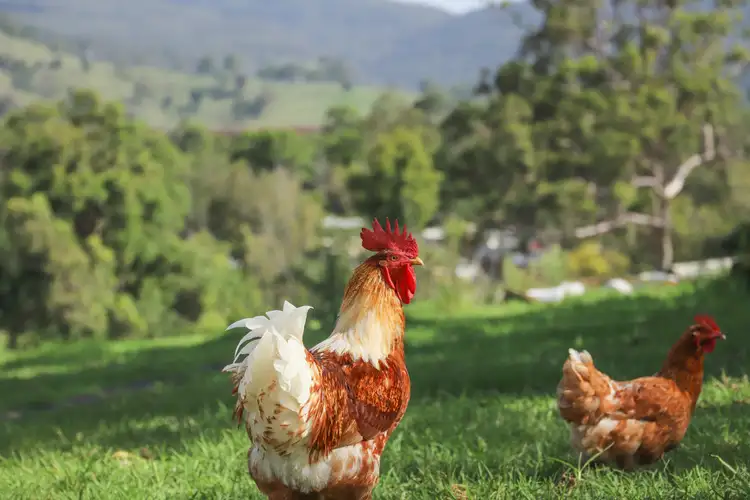 Fifth view of Homely land listing, Lot 2/Lot 16 Hanleys Creek Road, Dungog NSW 2420