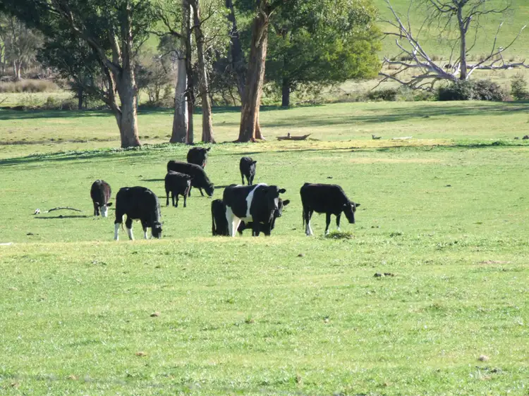 Fourth view of Homely rural property listing, 288 Holloways Road, Buchan South VIC 3885