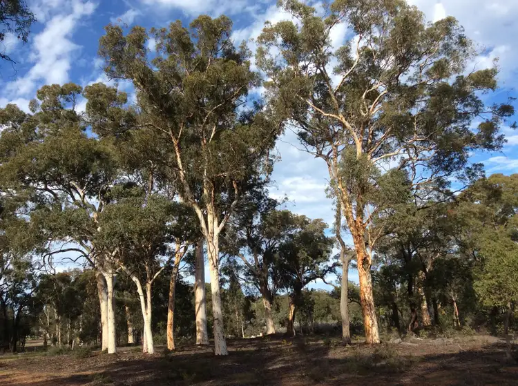 Second view of Homely land listing, 38 White Gum Ridge, Toodyay WA 6566