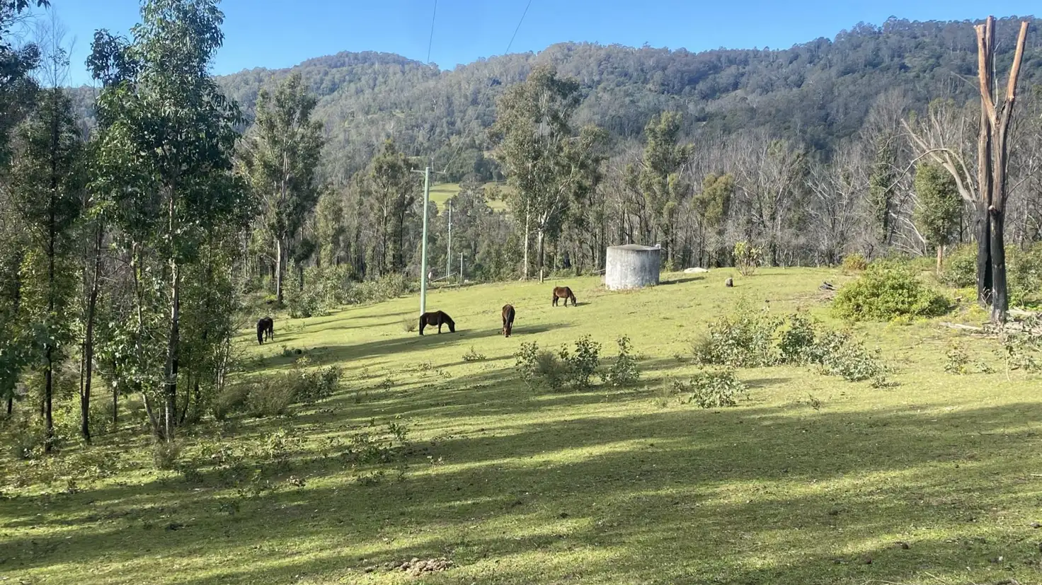 Main view of Homely rural property listing, 81 Brittens Road, Tantawangalo NSW 2550