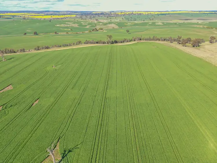 Second view of Homely rural property listing, 00 Currawong Rd, Young NSW 2594