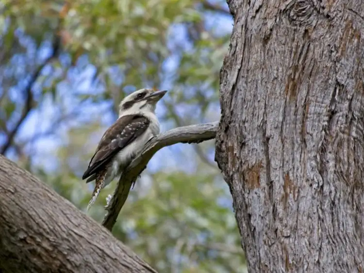 Fifth view of Homely land listing, 208 Tamarisk Drive, Gabbadah WA 6041