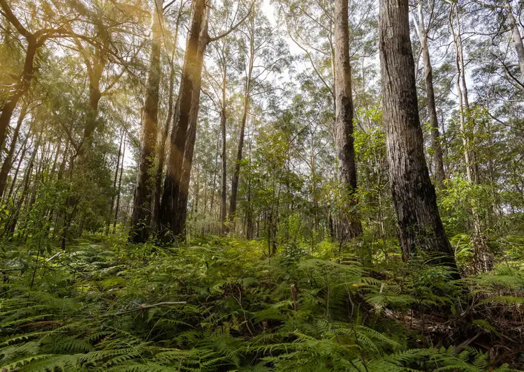 Third view of Homely rural property listing, 13 Rainforest Drive, Mitchells Island NSW 2430