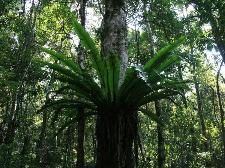 Third view of Homely rural property listing, Lot 73 Gambubal Road, Clintonvale QLD 4370
