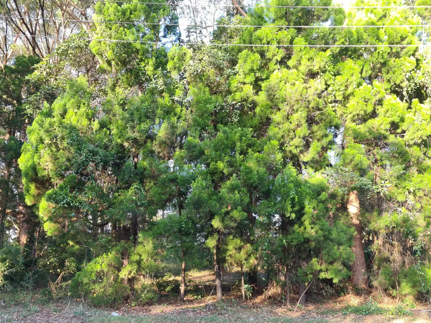 Main view of Homely land listing, 46 Lau Street, Russell Island QLD 4184