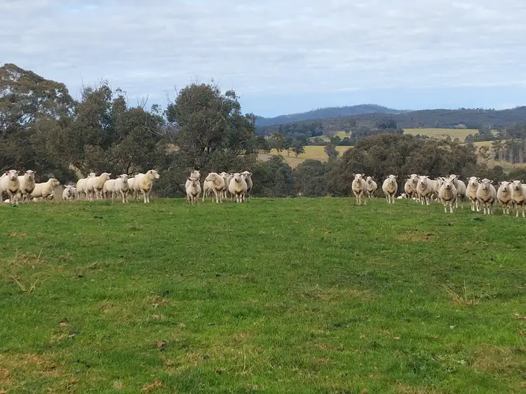 Fourth view of Homely rural property listing, 120 Roberts Road, Buchan South VIC 3885