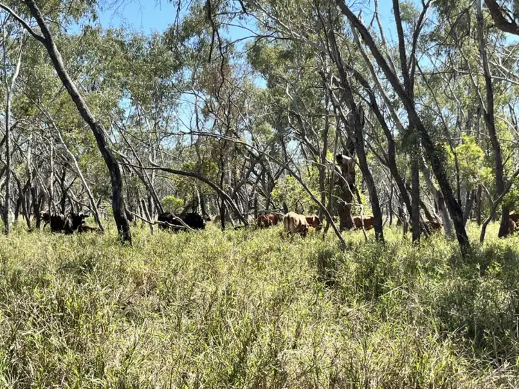 Second view of Homely rural property listing, 14667 Gregory Highway, Clermont QLD 4721