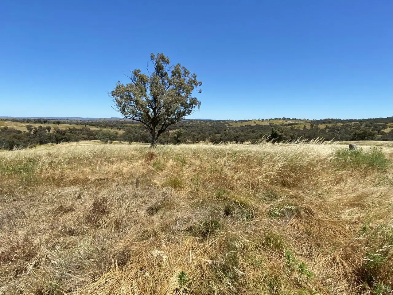 Main view of Homely land listing, 223 Farnham Road, Stuart Town NSW 2820