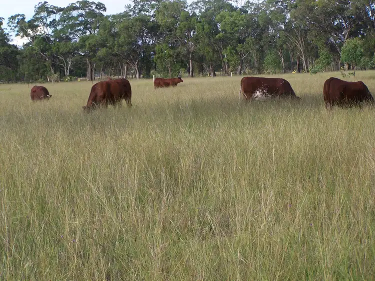 Second view of Homely rural property listing, 85 Fogartys Crossing Road, Leyburn QLD 4365