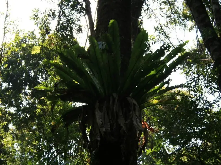 Seventh view of Homely rural property listing, Lot 73 Gambubal Road, Clintonvale QLD 4370