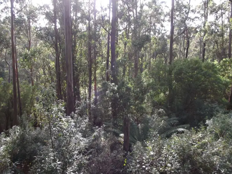 Main view of Homely land listing, PID 263304 Lottah Road, Goulds Country TAS 7216