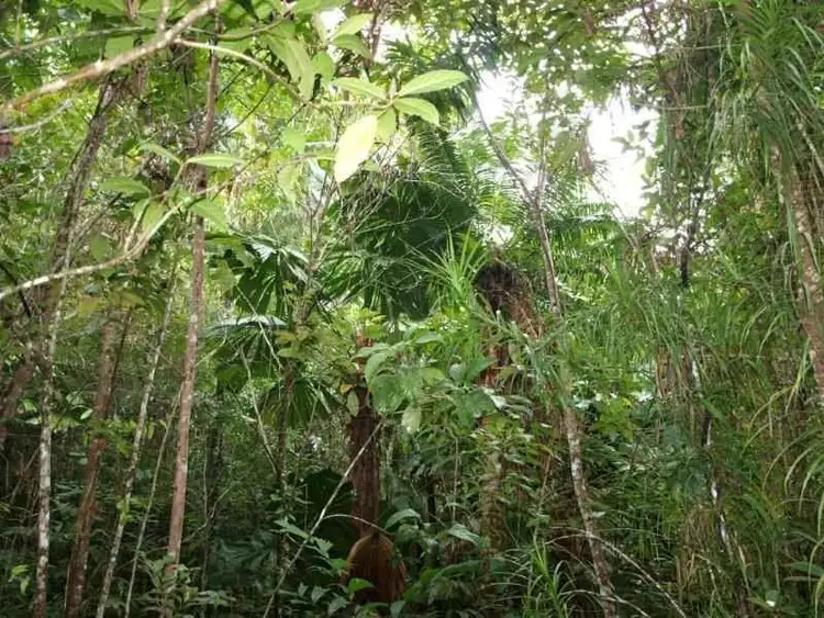 Fourth view of Homely land listing, 442 Cape Tribulation Road - Cow Bay, Daintree QLD 4873