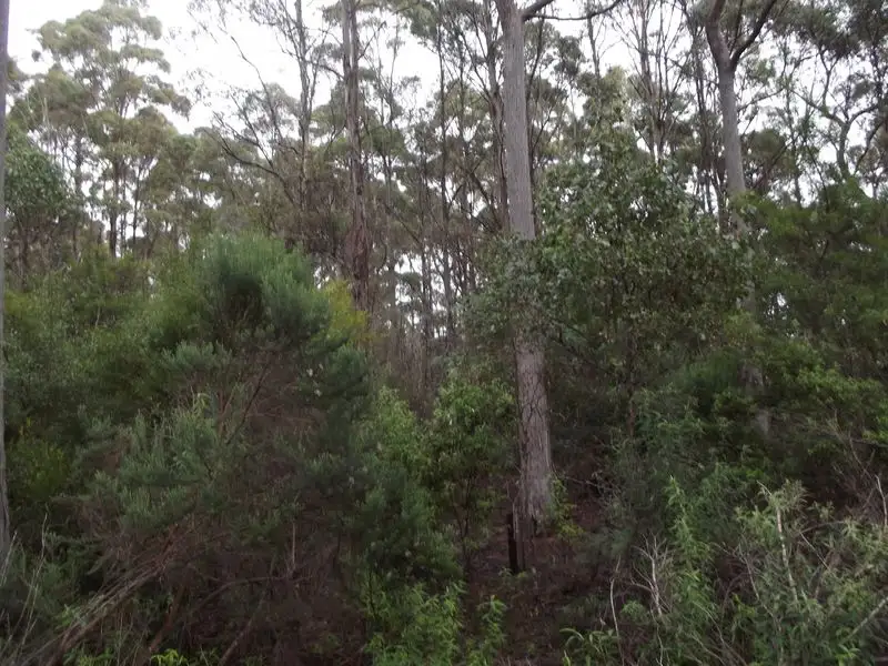 Main view of Homely land listing, PID 741298 Irishtown Road, St Marys TAS 7215