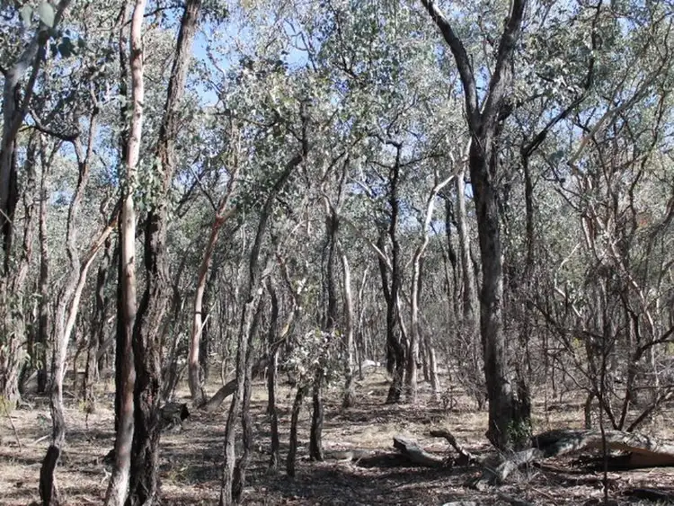 Fifth view of Homely rural property listing, Lot 3 Silent Grove Rd, Torrington NSW 2371