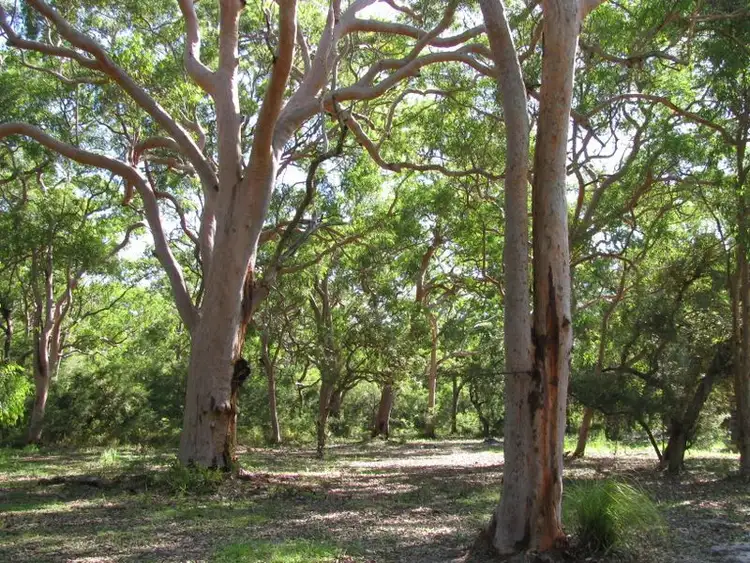 Main view of Homely house listing, 186 Beach Road, Mitchells Island NSW 2430