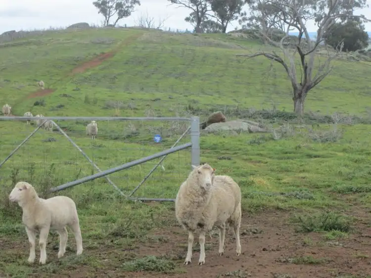 Second view of Homely rural property listing, 625 Tubbul Road, Young NSW 2594