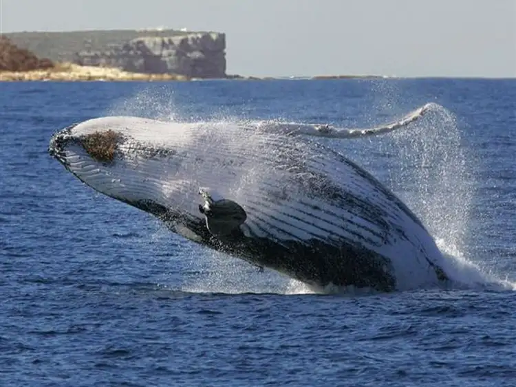 Seventh view of Homely house listing, Lot 11 The Basin Road, St Georges Basin NSW 2540