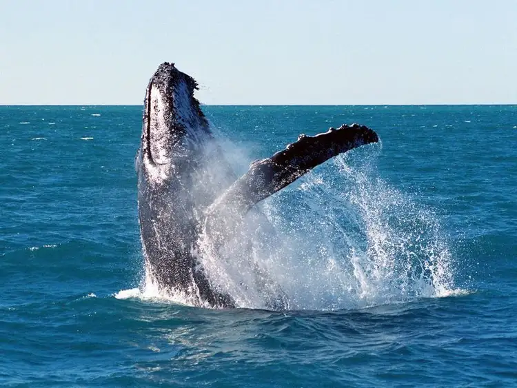 Fifth view of Homely land listing, Lot 26 Ocean Front Drive, Sapphire Beach NSW 2450