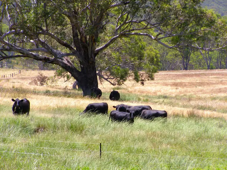 Third view of Homely rural property listing, 984 Bakers Creek, Bundarra NSW 2359