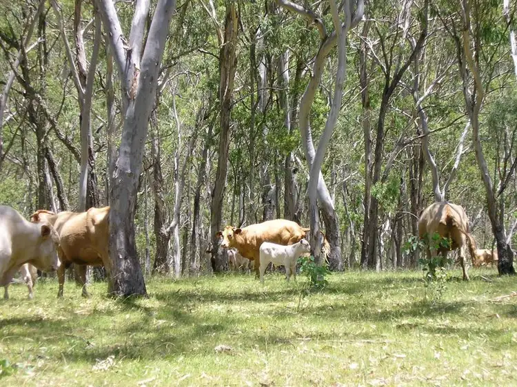 Seventh view of Homely rural property listing, 10 Top Swanfells Road, Swanfels QLD 4371