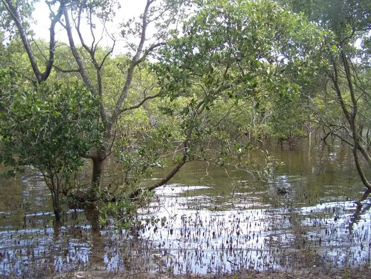 Third view of Homely land listing, 8 Myall Street, Pindimar NSW 2324