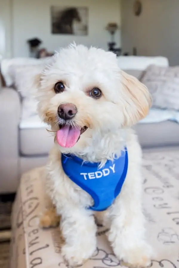 Second view of Homely apartment listing, 102/98 Corinna Street, Phillip ACT 2606