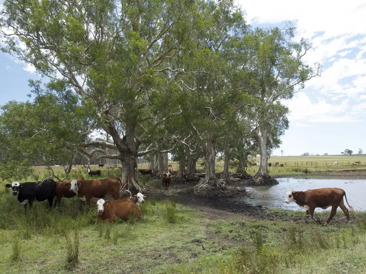 Second view of Homely rural property listing, 637 Lagoon Road, West Coraki NSW 2471