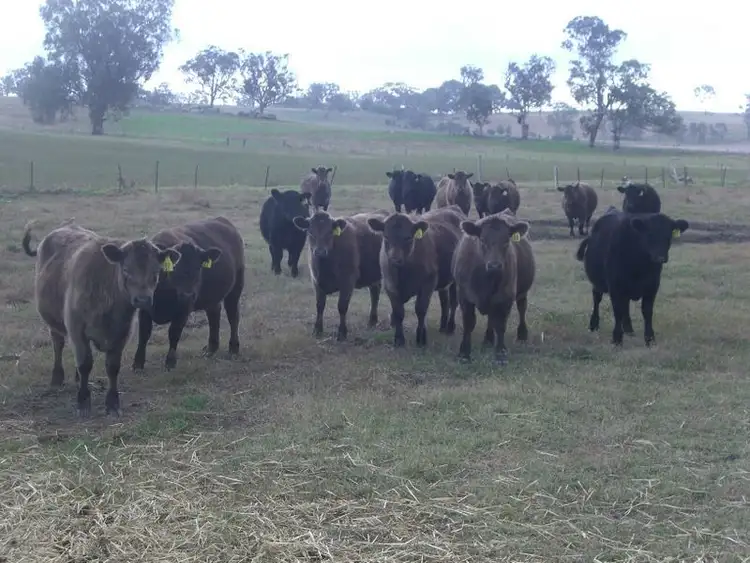 Seventh view of Homely land listing, 262 Nubba Road, Young NSW 2594