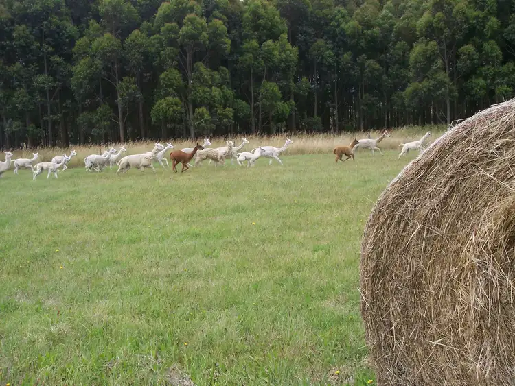 Seventh view of Homely land listing, 501 Springmount Rd, Hindmarsh Tiers SA 5202