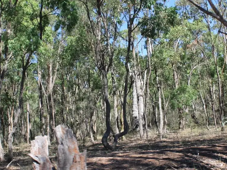 Fifth view of Homely rural property listing, 3775 Glen Innes Rd, Emmaville NSW 2371