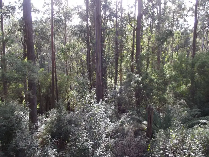 Main view of Homely land listing, PID 263303 Lottah Road, Goulds Country TAS 7216