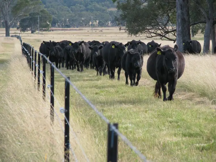 Sixth view of Homely rural property listing, Lot 11 Montrose Lane, Greymare QLD 4370